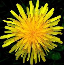 1000 dandelion seeds for sale  Greenville