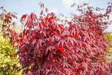 Acer palmatum fireglow gebraucht kaufen  Eslohe