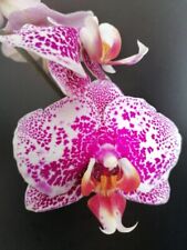 Phalaenopsis leopard prince for sale  CHELMSFORD