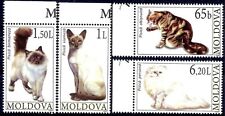 Moldavia 2007 gatti usato  Italia