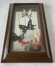 Vintage entomology butterfly for sale  Boise