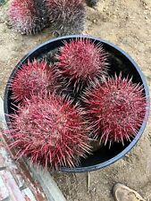Fire barrel cactus for sale  Apple Valley