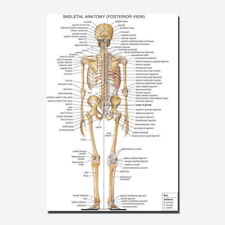 83474 Anatomy Human Body Tutorials Map Wall Wall Print Poster Plakat comprar usado  Enviando para Brazil