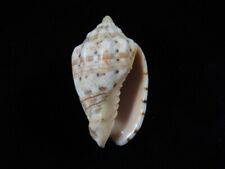 Used, Sea shell Voluta musica 50.6mm ID#6972 for sale  Shipping to South Africa