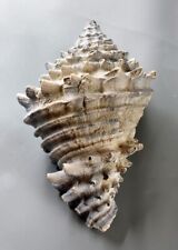 Fossili vasum horridum usato  Sassari