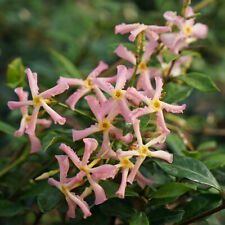 Trachelospermum asiaticum star for sale  PETERBOROUGH