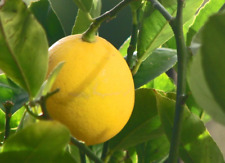 Lemon tree meyer for sale  Stuart