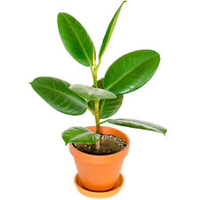 40cm potted ficus for sale  UK