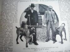 1900 bull mastiff for sale  VERWOOD