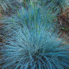 Festuca glauca intense for sale  UK