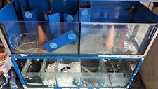 Aquarium breeding rack for sale  MANCHESTER