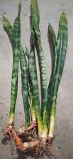 Rooted sansevieria draceana for sale  San Diego