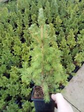 Picea conica plants for sale  DRIFFIELD