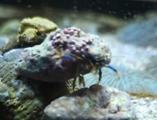 Large xlarge blue for sale  Erie