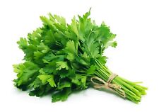 Evergreen parsley seeds for sale  Minneapolis