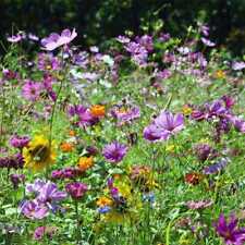 Wildflower mix butterfly for sale  Sevierville