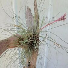 Tillandsia bromeliad bartram for sale  High Springs