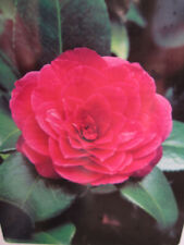 Camellia japonica princess for sale  Shipping to Ireland
