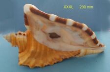 Cymatium raderi brésil d'occasion  Sanary-sur-Mer