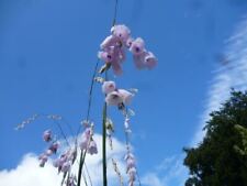 Dierama pulcherrimum semi usato  Spedire a Italy