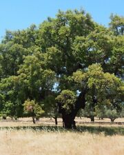 N.2 pianta quercus usato  Altamura