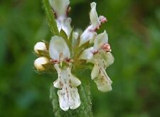 400 samen stachys gebraucht kaufen  Loxstedt