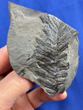 Carboniferous pecopteris fossi gebraucht kaufen  Saarbrücken