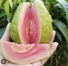 Guava fruit tree for sale  Riverview