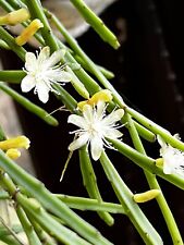Rhipsalis ewaldiana cuttings for sale  DUNDEE