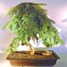 Himalayan spruce tree for sale  Lincolnton