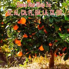 Navel orange tree for sale  Fort Mill