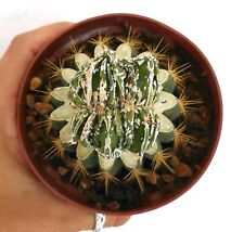 Astrophytum ornatum hukuryu usato  Napoli