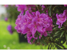 Alpenrose floraself rhododendr gebraucht kaufen  Deutschland