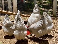 Lavender orpington chicken for sale  Whitesboro