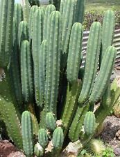 Semillas de cactus semillas: el San Pedro Kaktus gran y noble cactus-para los amantes Zim segunda mano  Embacar hacia Spain