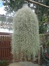 Inch air plant for sale  Tampa