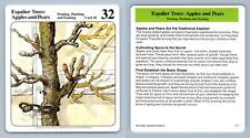Espalier trees apples d'occasion  Expédié en Belgium