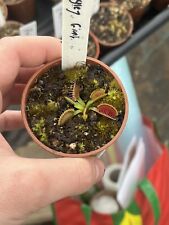 Venus flytrap dingley for sale  GRIMSBY