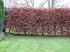 Copper beech 5ft for sale  COLCHESTER