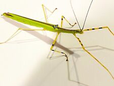 Rare stick insect for sale  Shipping to Ireland