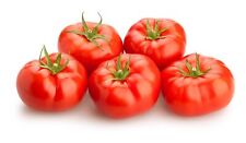 tomato plants for sale  PRESTON