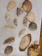 Natural shells seashells for sale  STOKE-ON-TRENT