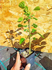 Erythrina caffra albero usato  Imperia