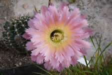 Echinopsis trichocereus hybrid gebraucht kaufen  Leutershausen