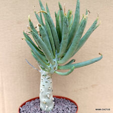 D777 TYLECODON RETICULATUS pot 10 cm H 13 cm W 5 cm MaMa Cactus for sale  Shipping to South Africa
