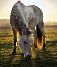 Permanent horse pasture for sale  CHELTENHAM