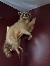 Raccoon taxidermy for sale  Pittsburgh