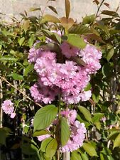 Prunus kanzan flowering for sale  SOUTHAMPTON