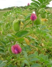 Chickpea garbanzo bean for sale  Lucedale