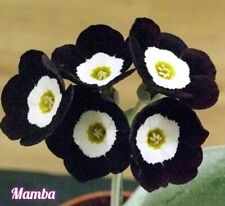 Primula auricula mamba for sale  FLINT